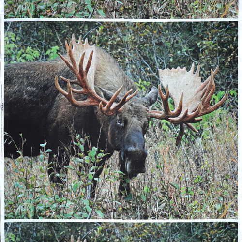 63617 Printed Cotton Fabric 112cm Moose