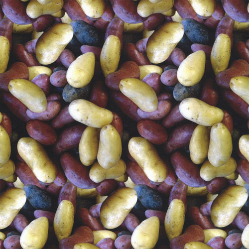 64924 Cotton Fabric 112cm Potatoes