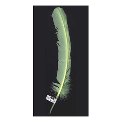 70355 Feather Quill Cream