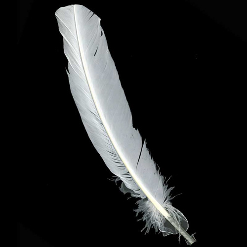 70362 Feather Quill White
