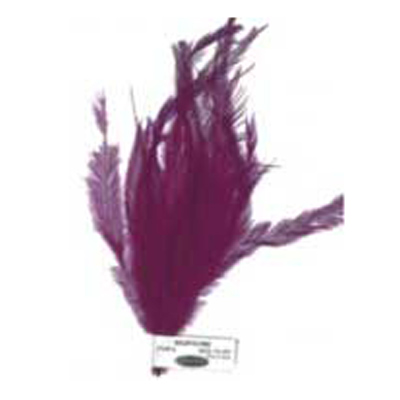 70390 Feather Emu Cluster Purple
