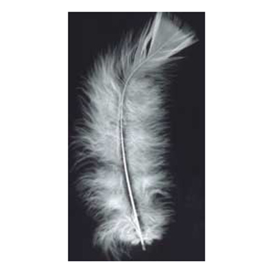 70407 Feather Turkey White