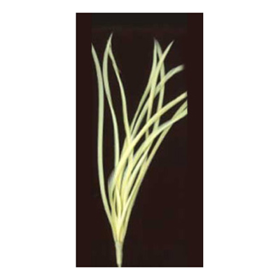 70537 Feather Classique Biot Yellow