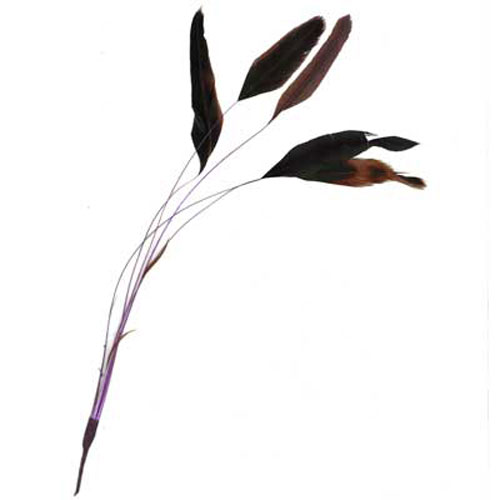 70772 Feather Stripped Coque Dahlia Purple