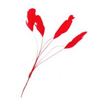 70805 Feather Stripped Coque Ruby Woo