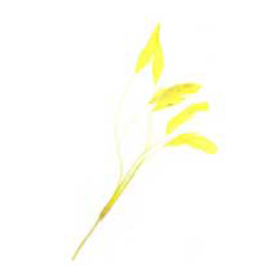 70807 Feather Stripped Coque Citrus Yellow