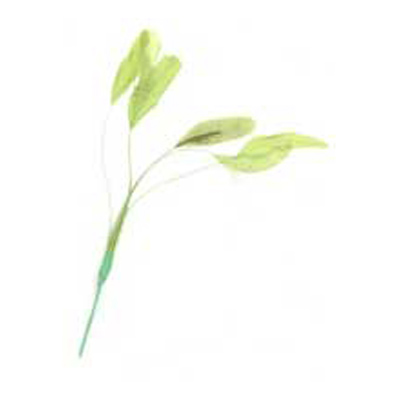 70810 Feather Stripped Coque Kiwi Green