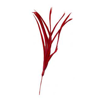 70831 Feather Biots Ruby Woo