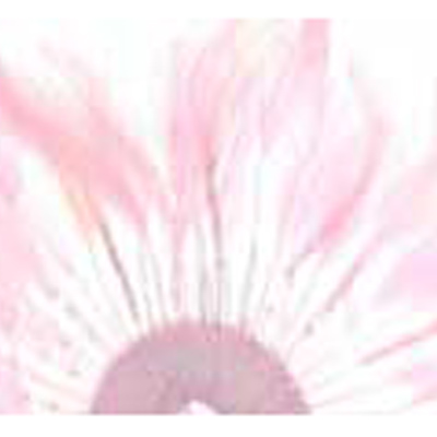 79881 Feather Stripped Marabou Pale Pink